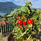Puck DER TOMATENFLÜSTERER