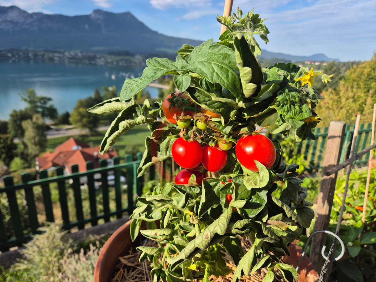 Puck DER TOMATENFLÜSTERER