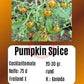 Pumpkin Spice DER TOMATENFLÜSTERER