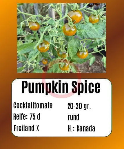 Pumpkin Spice DER TOMATENFLÜSTERER
