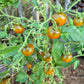 Pumpkin Spice DER TOMATENFLÜSTERER