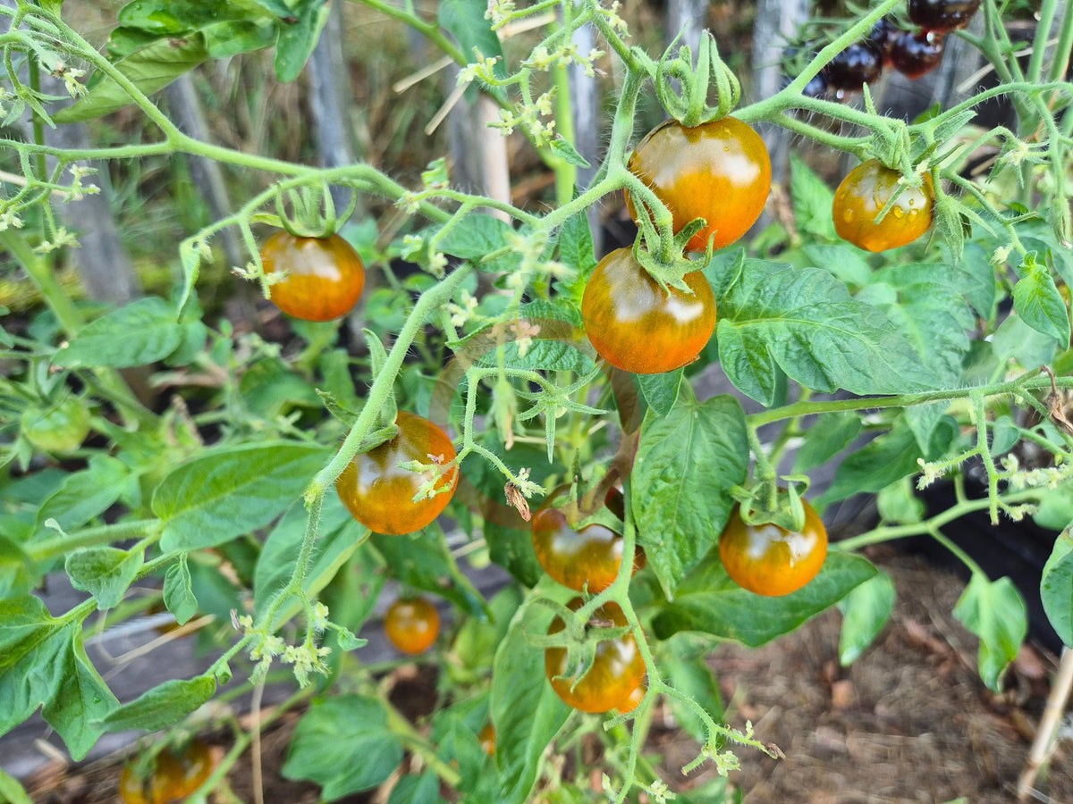 Pumpkin Spice DER TOMATENFLÜSTERER
