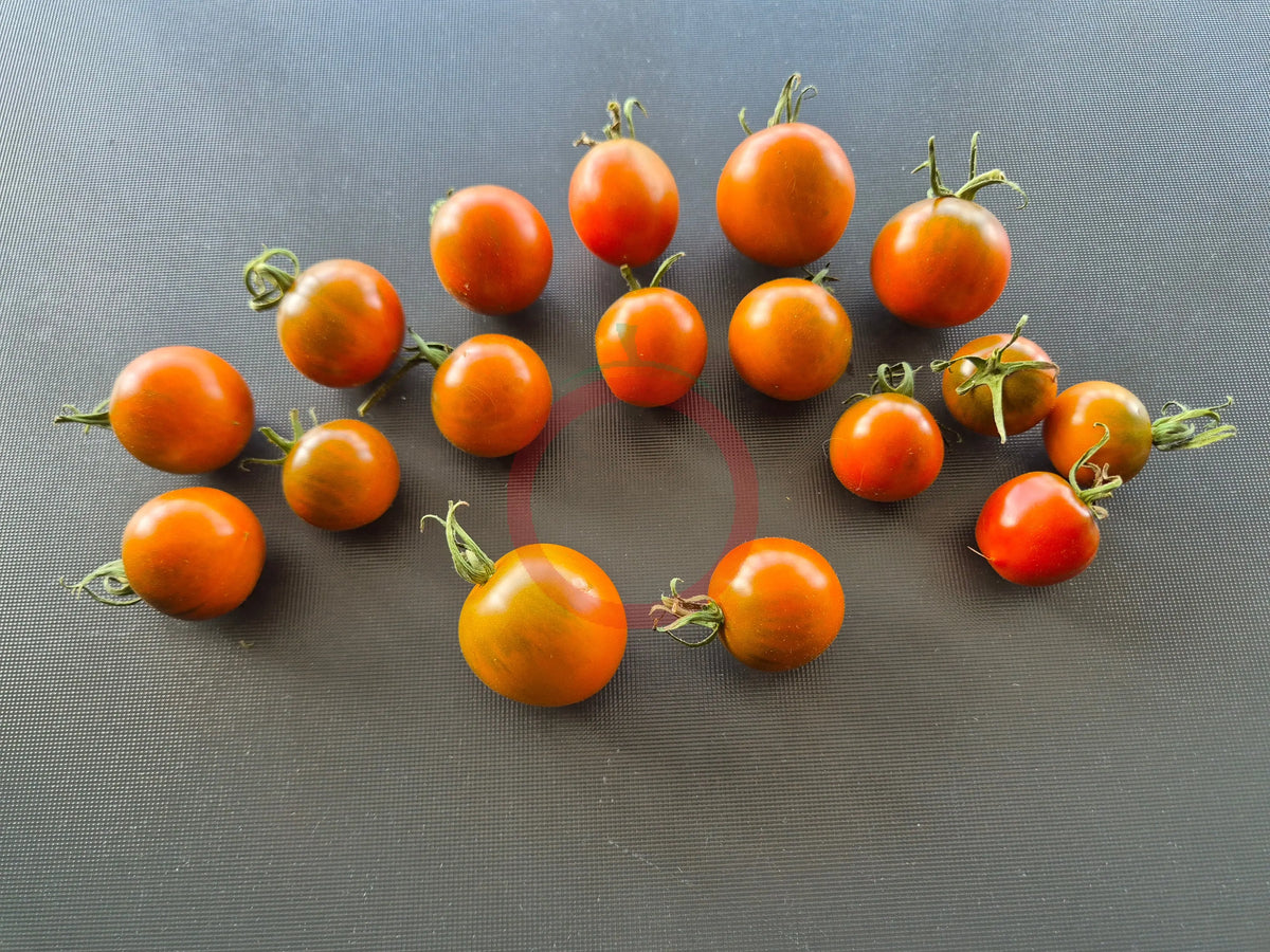 Pumpkin Spice DER TOMATENFLÜSTERER