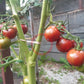 Purple Bumblebee DER TOMATENFLÜSTERER