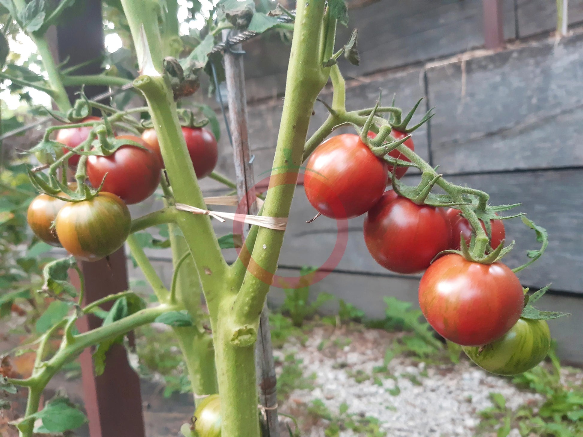 Purple Bumblebee DER TOMATENFLÜSTERER