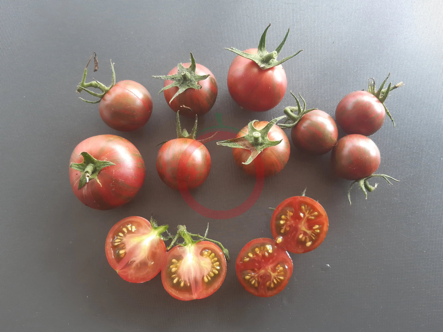 Purple Bumblebee DER TOMATENFLÜSTERER
