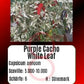 Purple Cacho White Leaf DER TOMATENFLÜSTERER