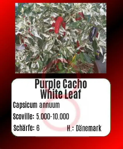 Purple Cacho White Leaf DER TOMATENFLÜSTERER