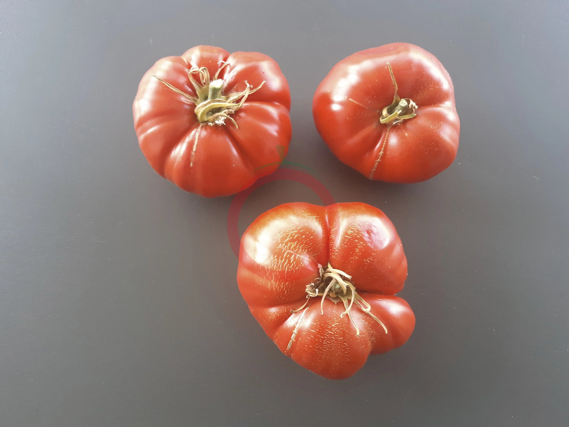 Puszta Kolosz DER TOMATENFLÜSTERER