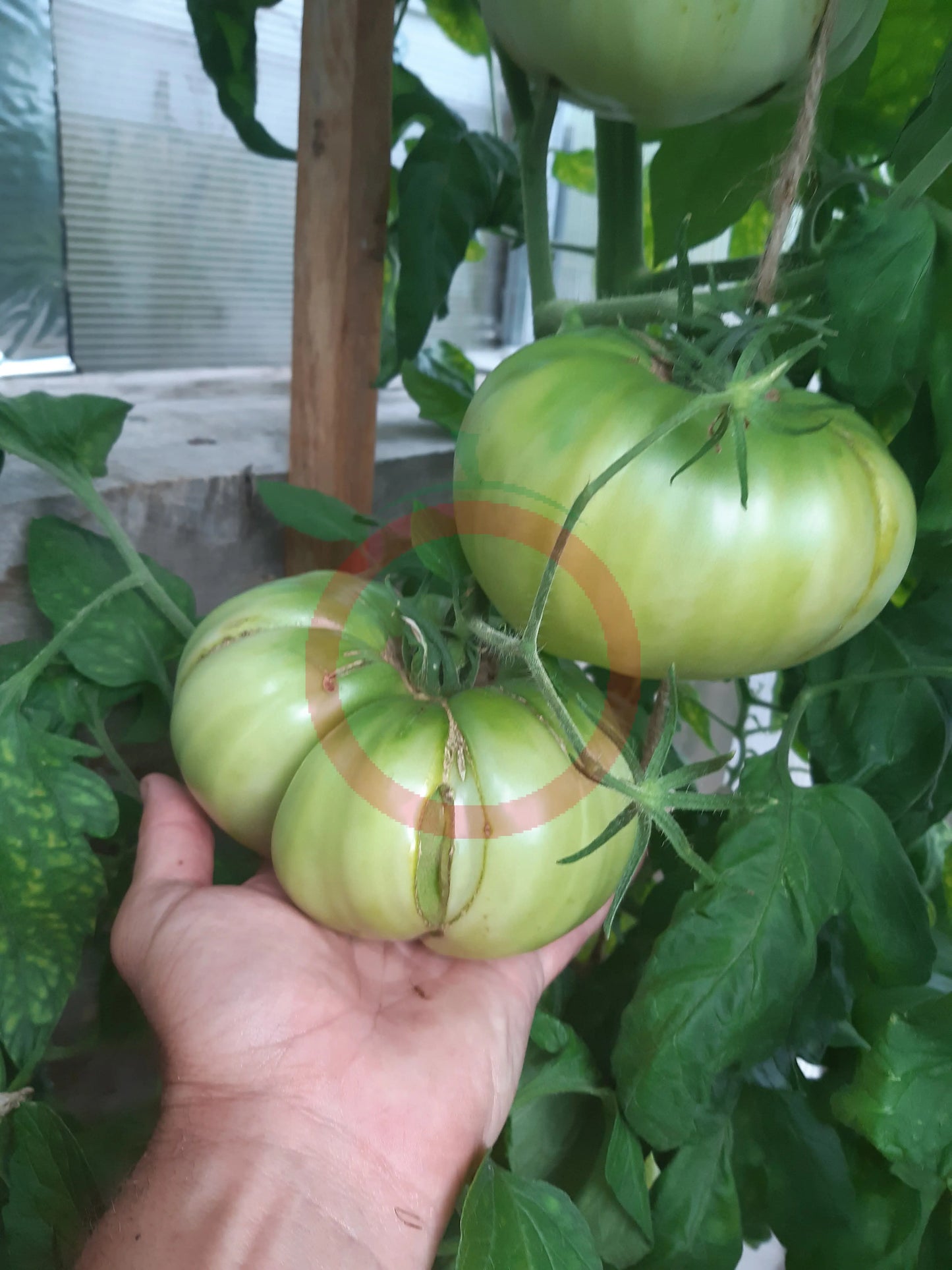 Puszta Kolosz DER TOMATENFLÜSTERER