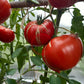 Puszta Kolosz DER TOMATENFLÜSTERER