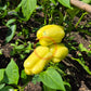 Pusztagold DER TOMATENFLÜSTERER