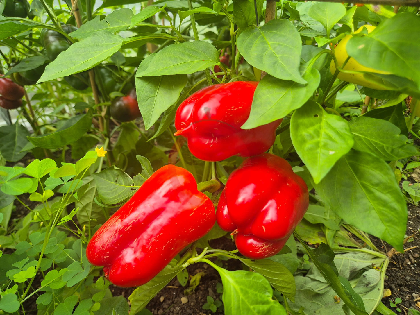 Pusztagold DER TOMATENFLÜSTERER