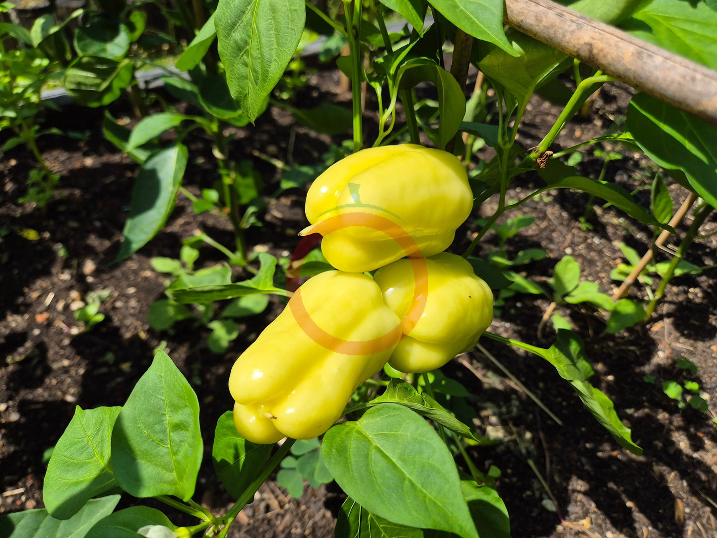 Pusztagold DER TOMATENFLÜSTERER