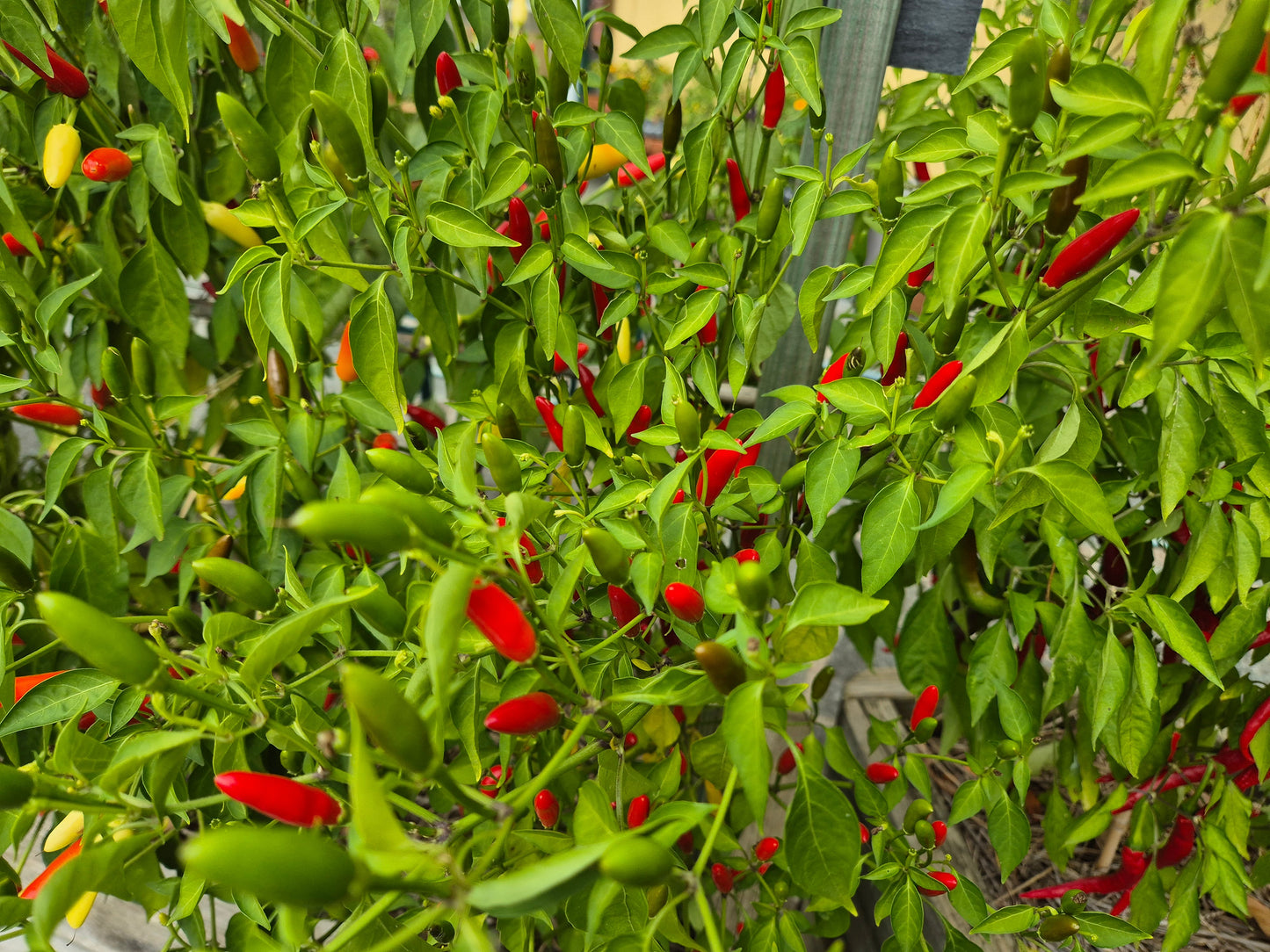 Puta de la Madre DER TOMATENFLÜSTERER