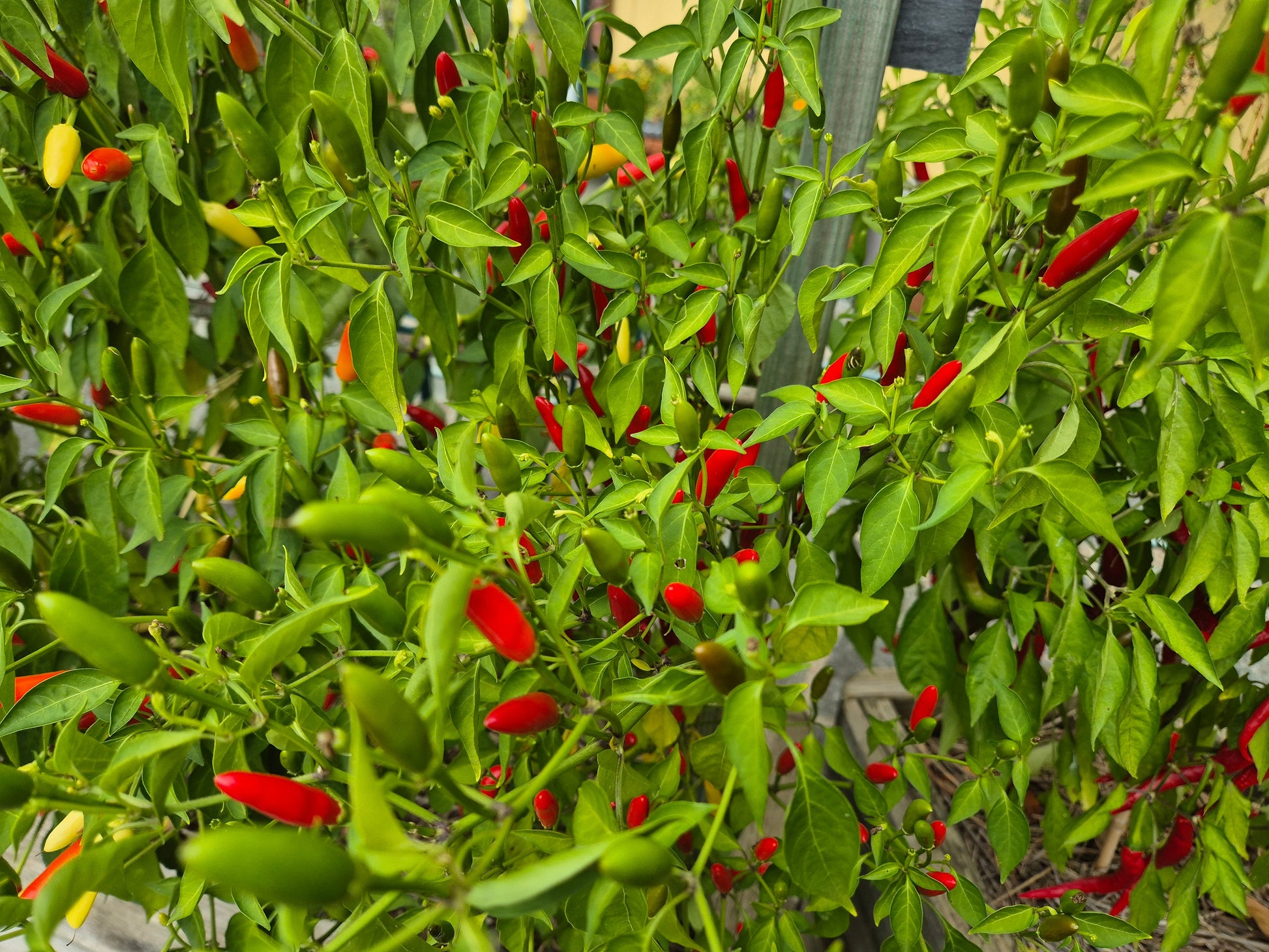 Puta de la Madre DER TOMATENFLÜSTERER