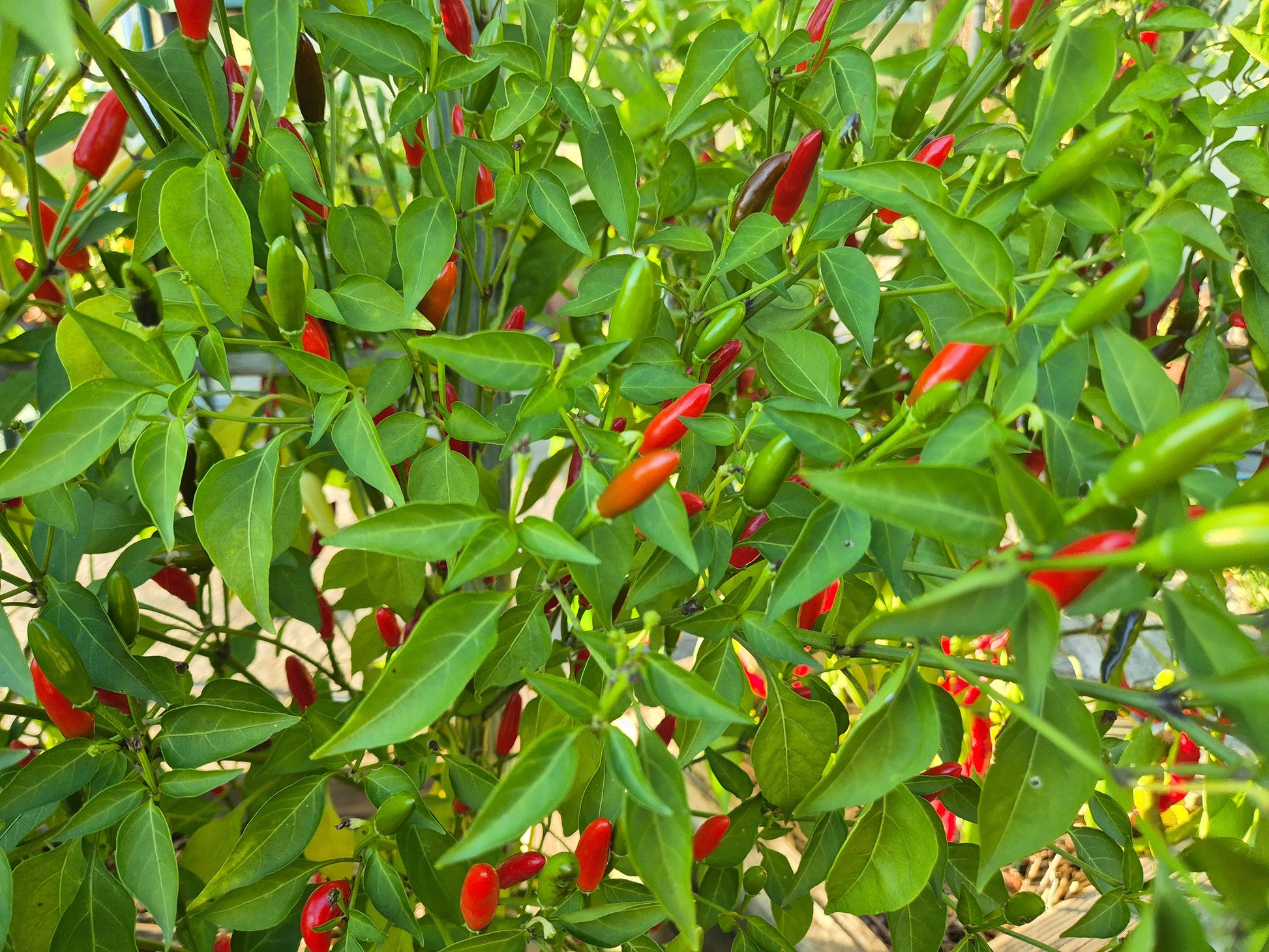 Puta de la Madre DER TOMATENFLÜSTERER