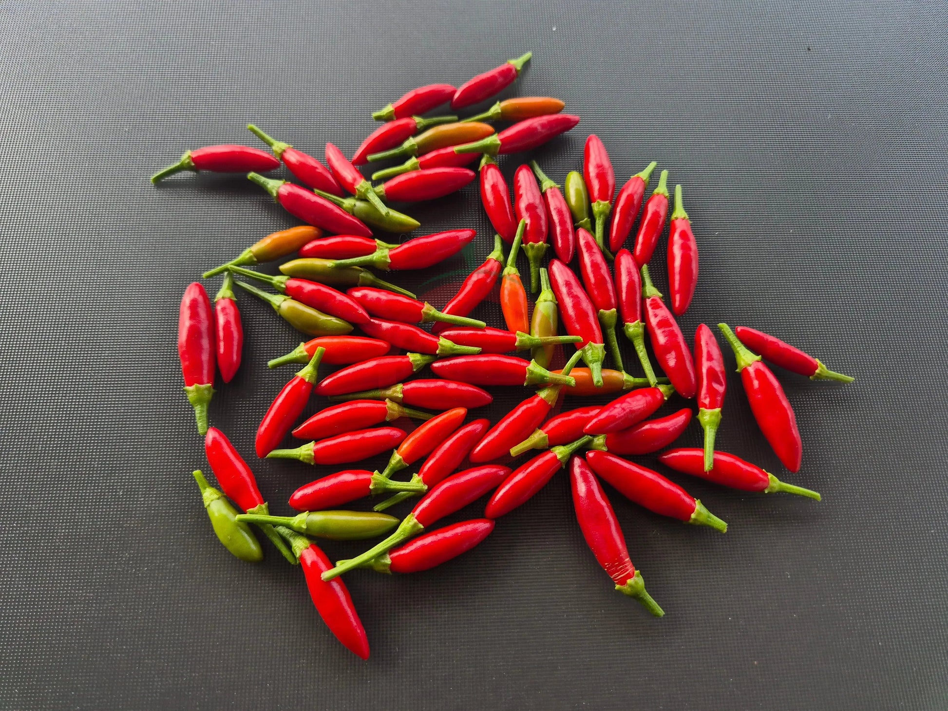 Puta de la Madre DER TOMATENFLÜSTERER