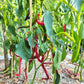 Python DER TOMATENFLÜSTERER