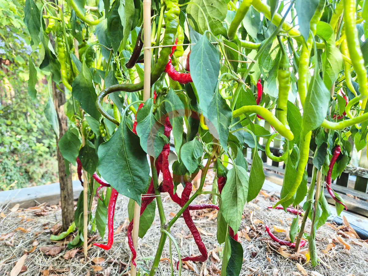 Python DER TOMATENFLÜSTERER