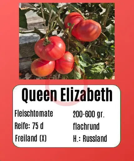 Queen Elizabeth DER TOMATENFLÜSTERER