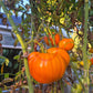 Queen Marbena DER TOMATENFLÜSTERER