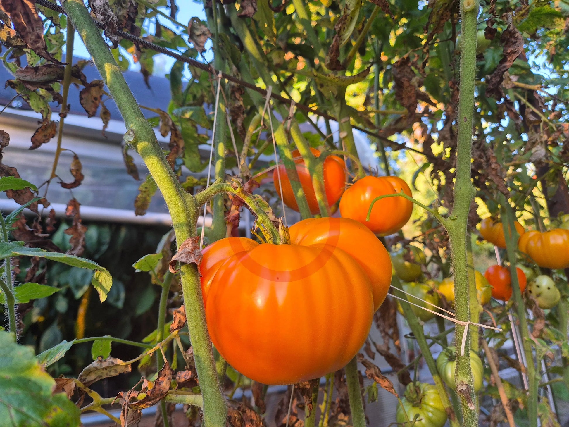 Queen Marbena DER TOMATENFLÜSTERER
