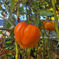 Queen Marbena DER TOMATENFLÜSTERER