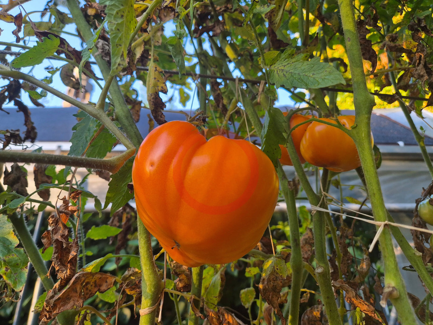 Queen Marbena DER TOMATENFLÜSTERER