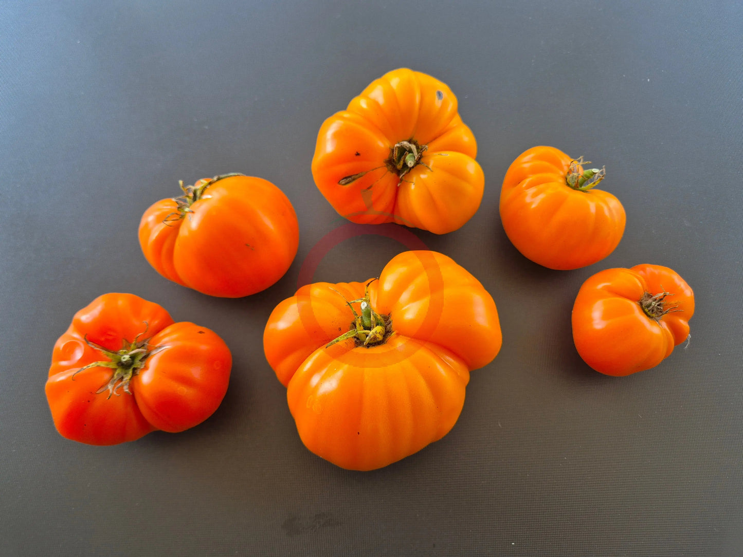 Queen Marbena DER TOMATENFLÜSTERER