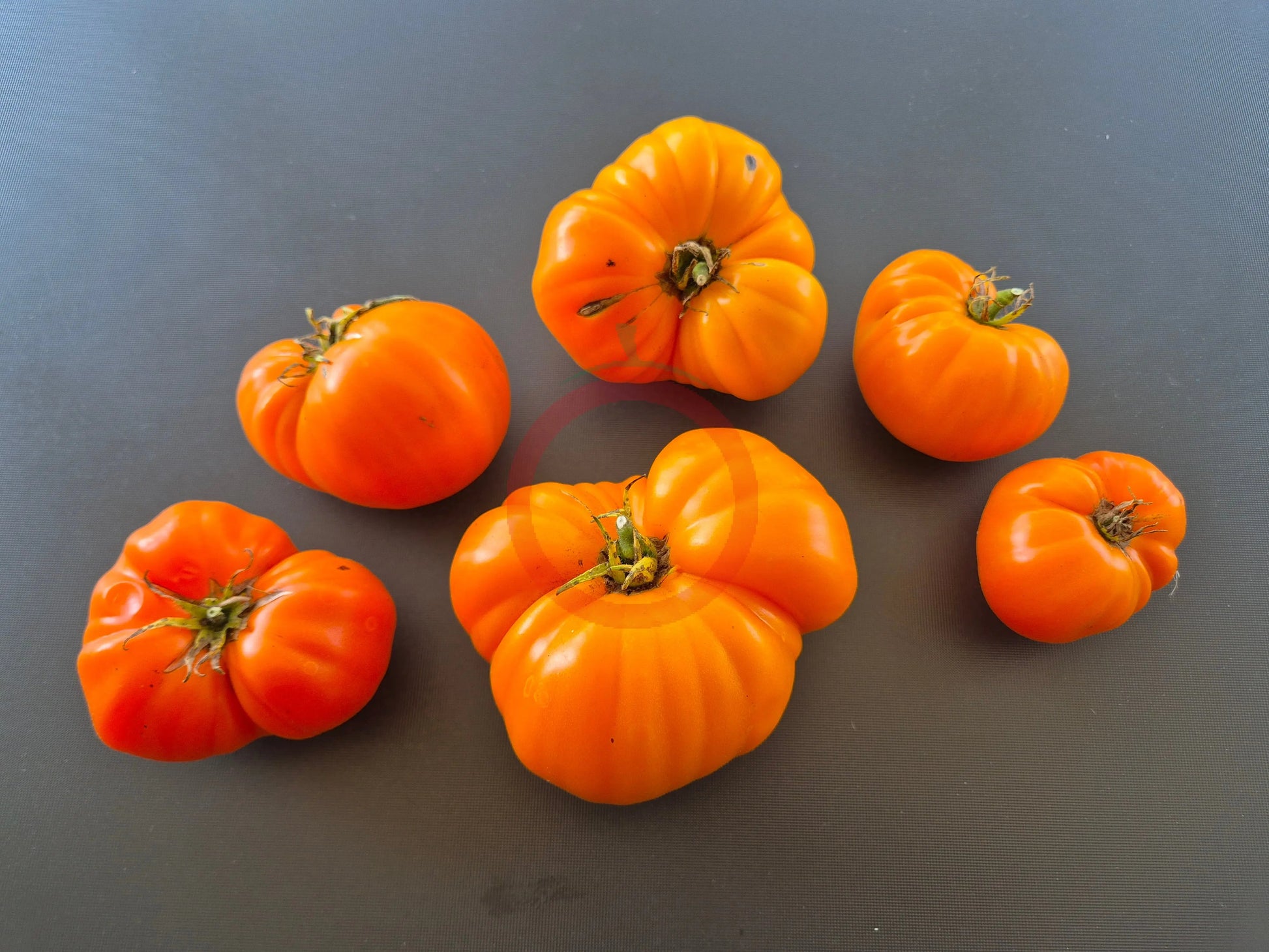Queen Marbena DER TOMATENFLÜSTERER
