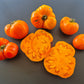 Queen Marbena DER TOMATENFLÜSTERER