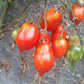 Raibais Kekars DER TOMATENFLÜSTERER