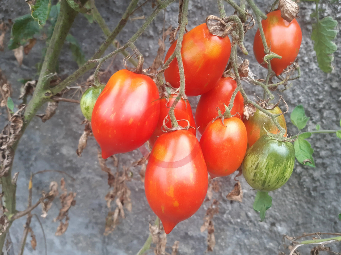 Raibais Kekars DER TOMATENFLÜSTERER