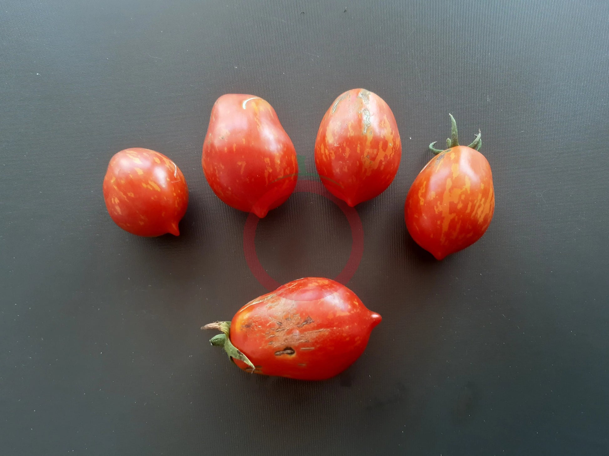 Raibais Kekars DER TOMATENFLÜSTERER