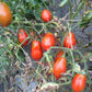 Raibais Kekars DER TOMATENFLÜSTERER