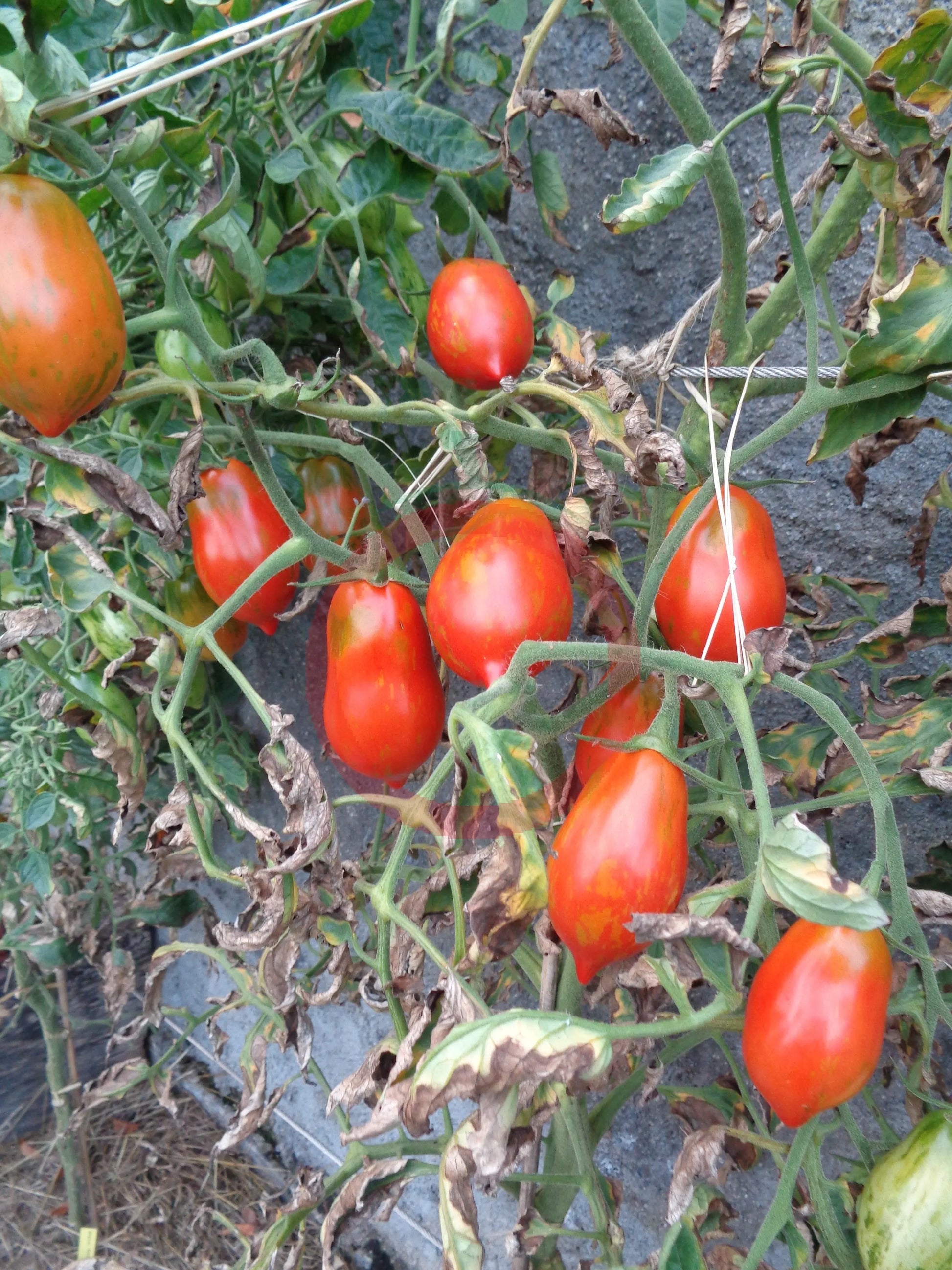 Raibais Kekars DER TOMATENFLÜSTERER
