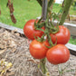 Ramilette DER TOMATENFLÜSTERER