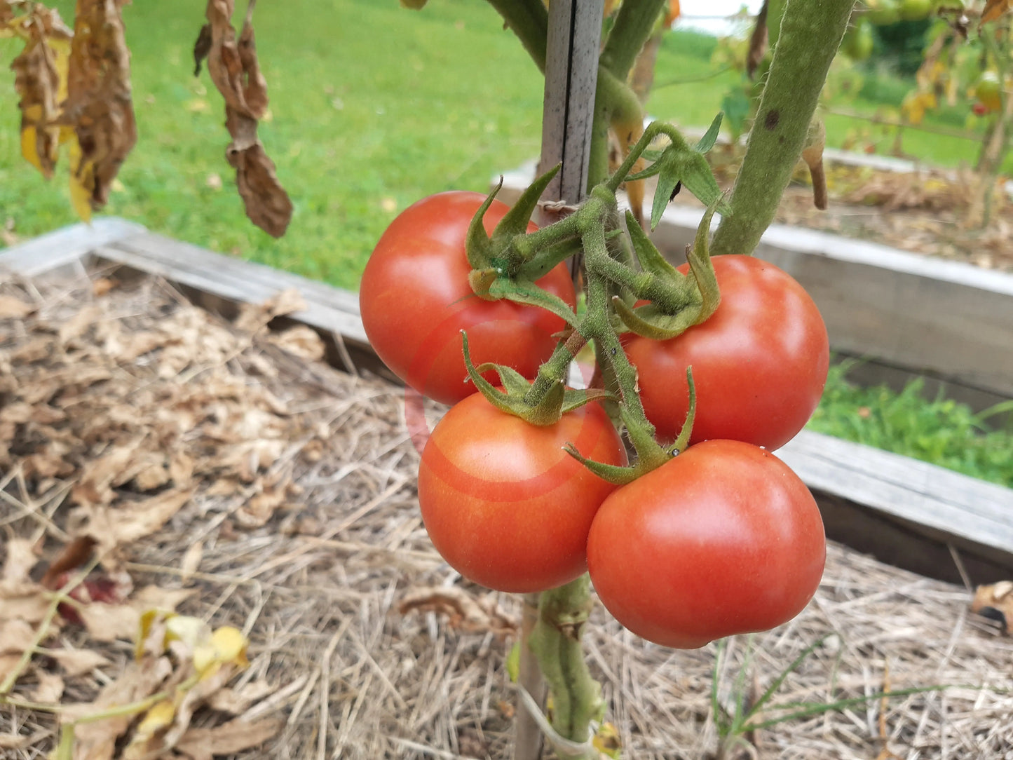 Ramilette DER TOMATENFLÜSTERER