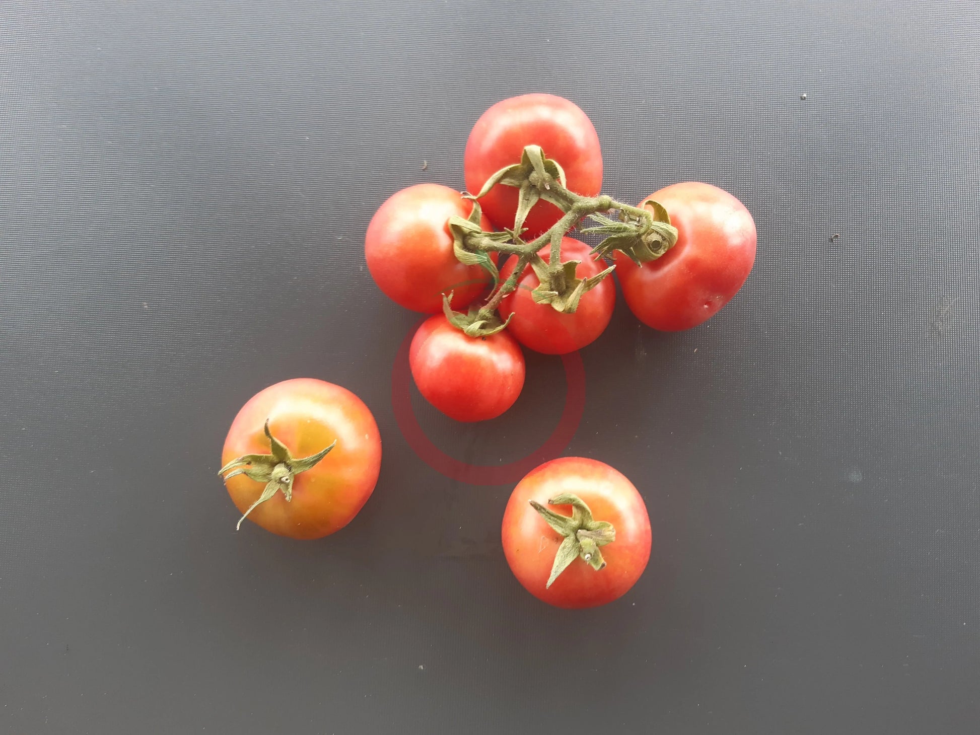 Ramilette DER TOMATENFLÜSTERER