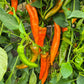 Ramiro Mustard DER TOMATENFLÜSTERER