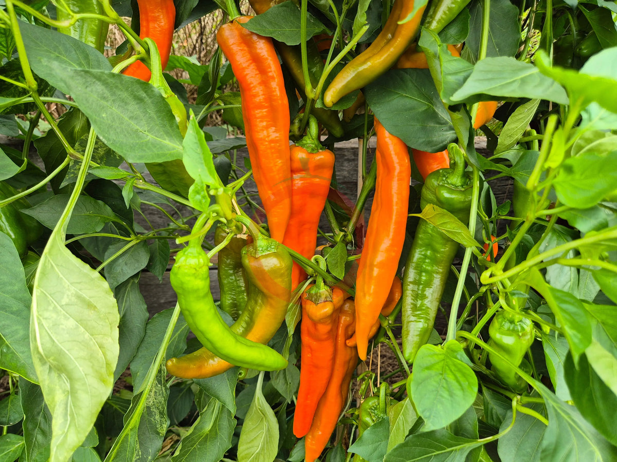 Ramiro Mustard DER TOMATENFLÜSTERER