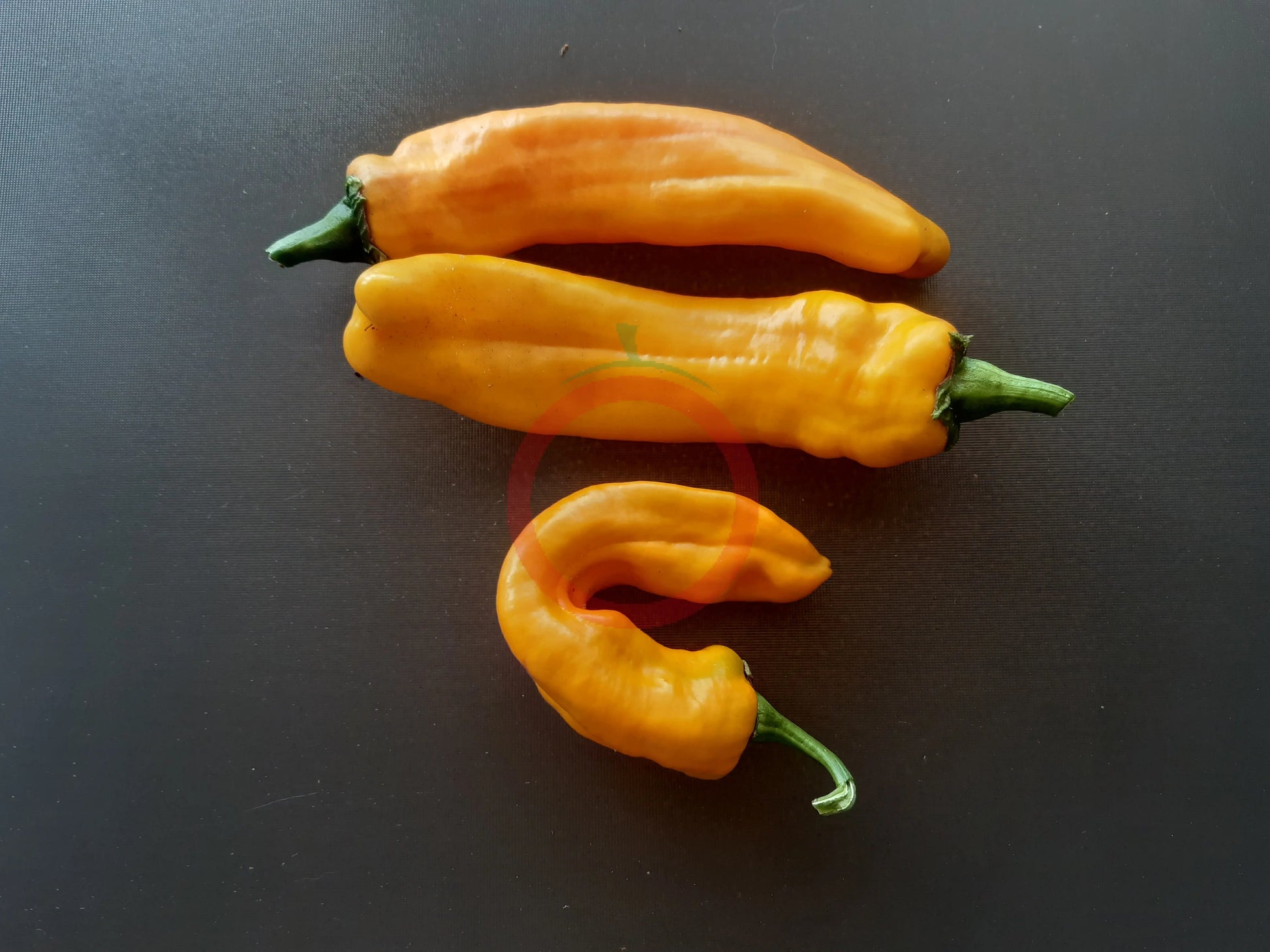 Ramiro Yellow DER TOMATENFLÜSTERER