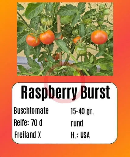 Raspberry Burst DER TOMATENFLÜSTERER
