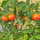 Raspberry Burst DER TOMATENFLÜSTERER