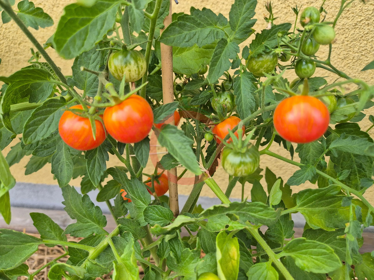 Raspberry Burst DER TOMATENFLÜSTERER
