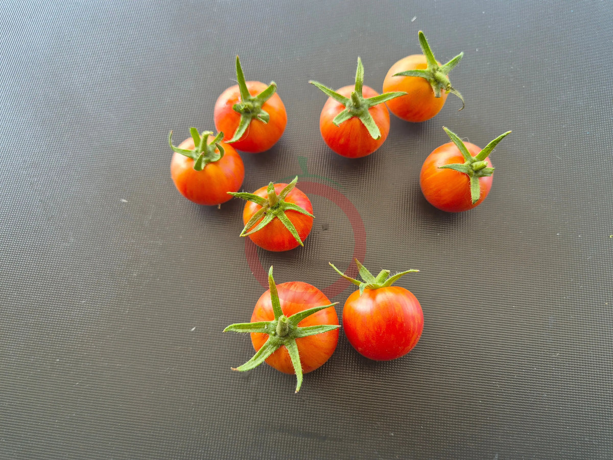 Raspberry Burst DER TOMATENFLÜSTERER