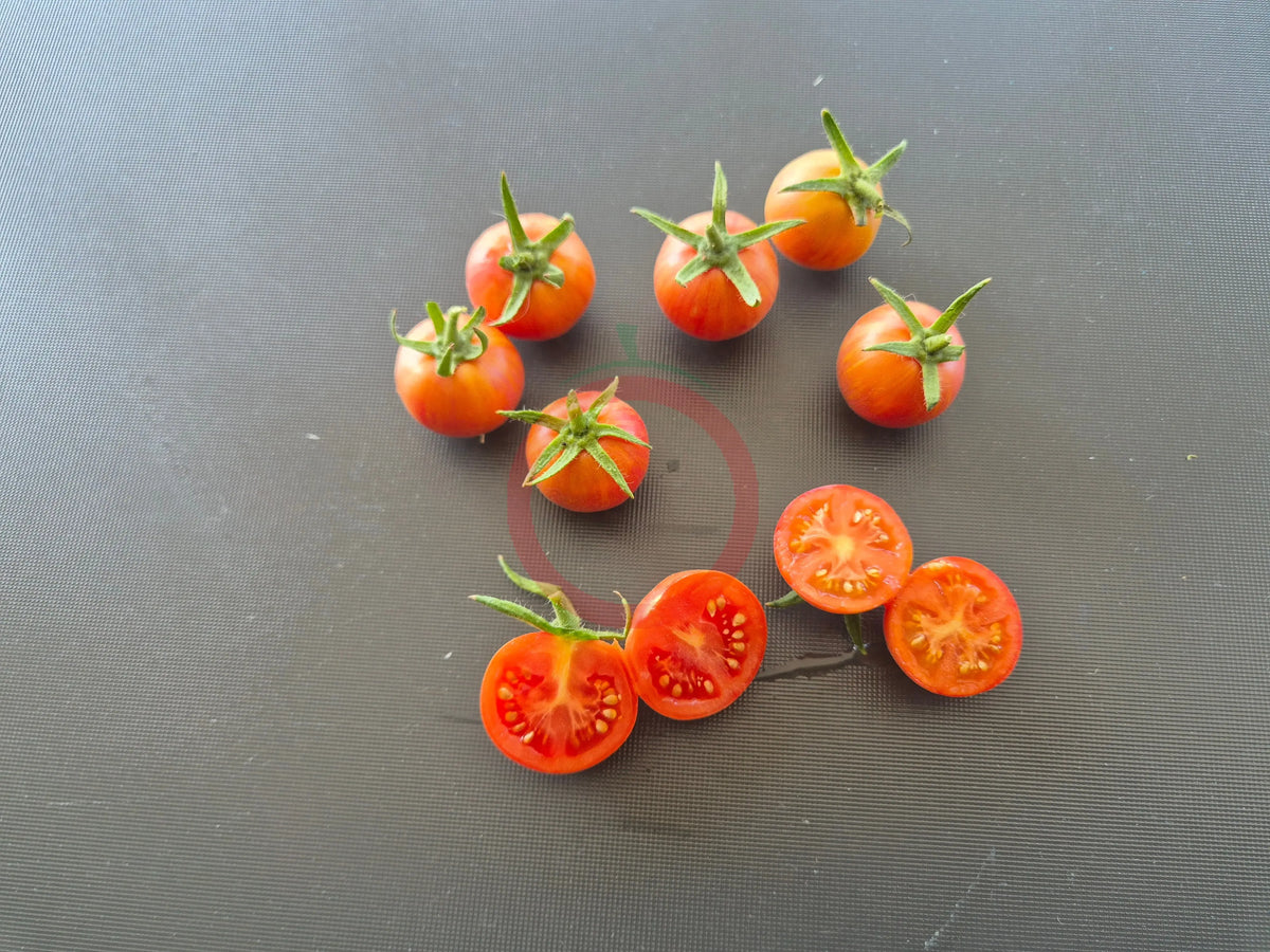 Raspberry Burst DER TOMATENFLÜSTERER