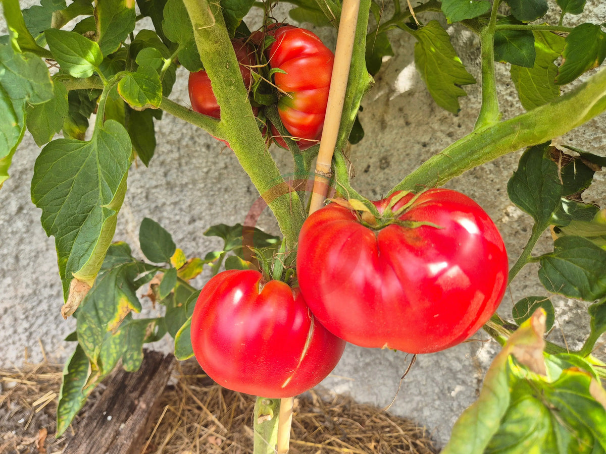 Rebecca Sebastian´s Bull Bag DER TOMATENFLÜSTERER