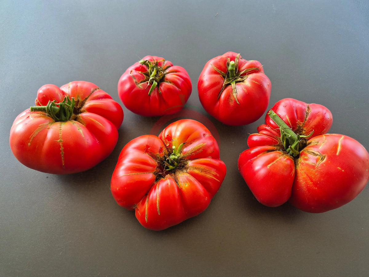 Rebecca Sebastian´s Bull Bag DER TOMATENFLÜSTERER